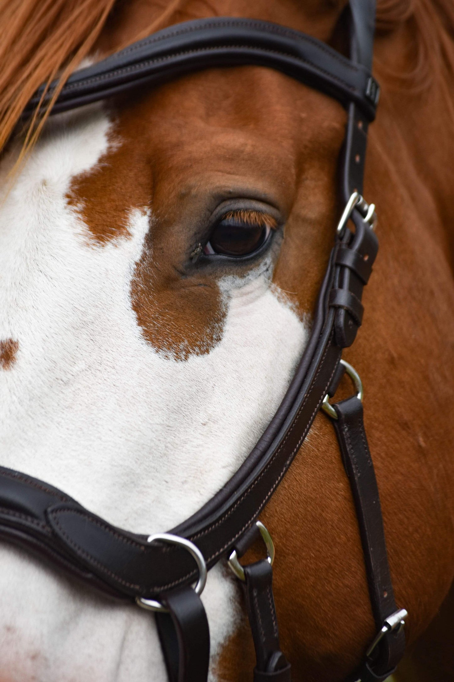 Milo Anatomical Bitless Bridle: 2025 Design