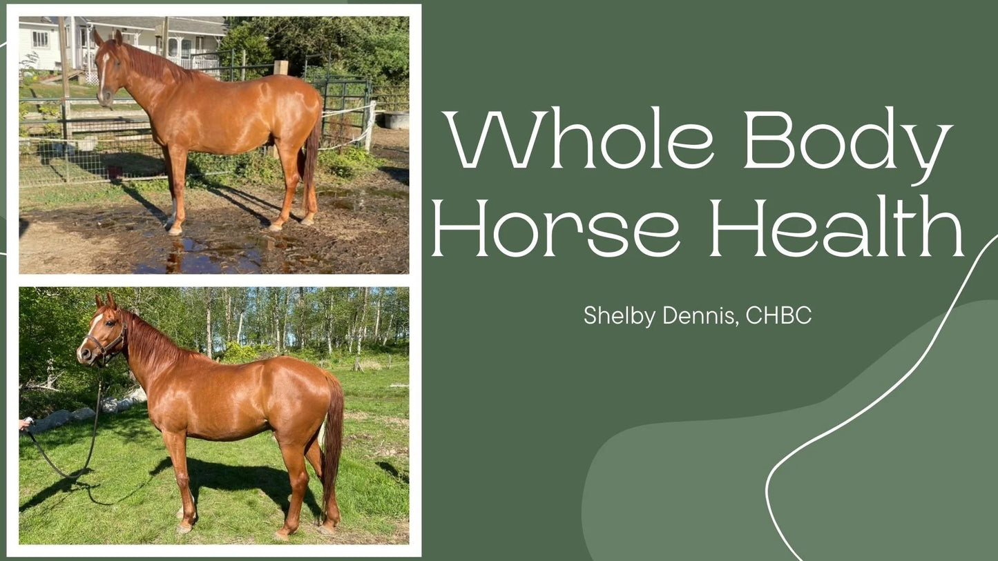 Whole Body Horse Health: The Hoof-Mind-Body Connection & How Management Impacts Behaviour