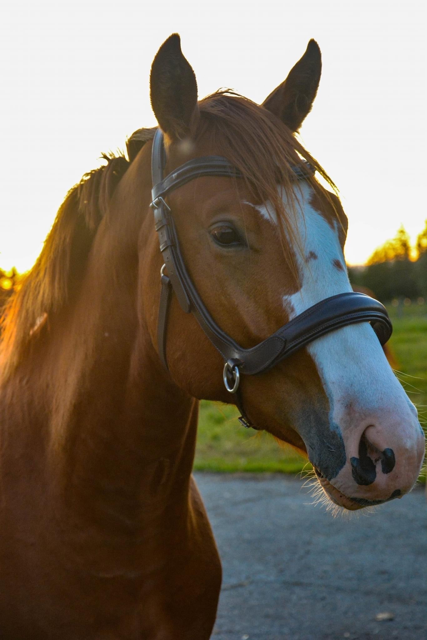 Milo Bridle V1 FINAL SALE