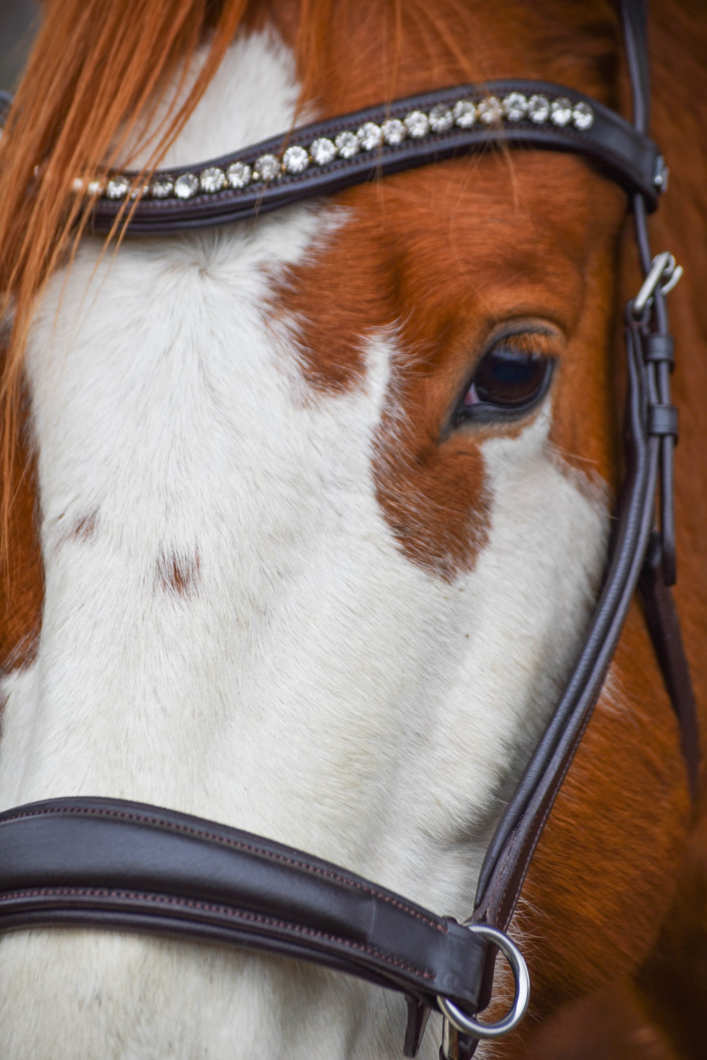 “Juniper” Side Pull Bitless Bridle