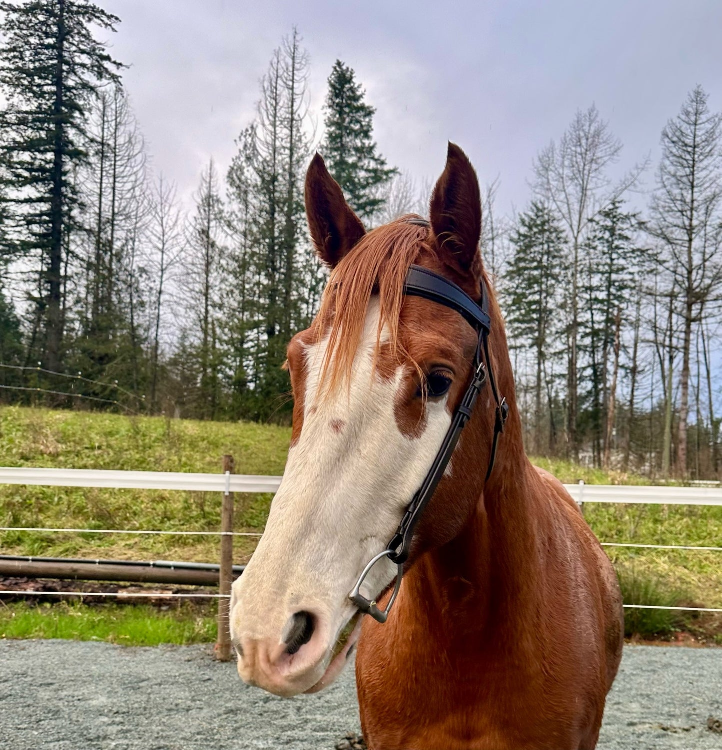 “Liberty” Noseband-Free Bridle