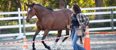 30min Behavioural Consult