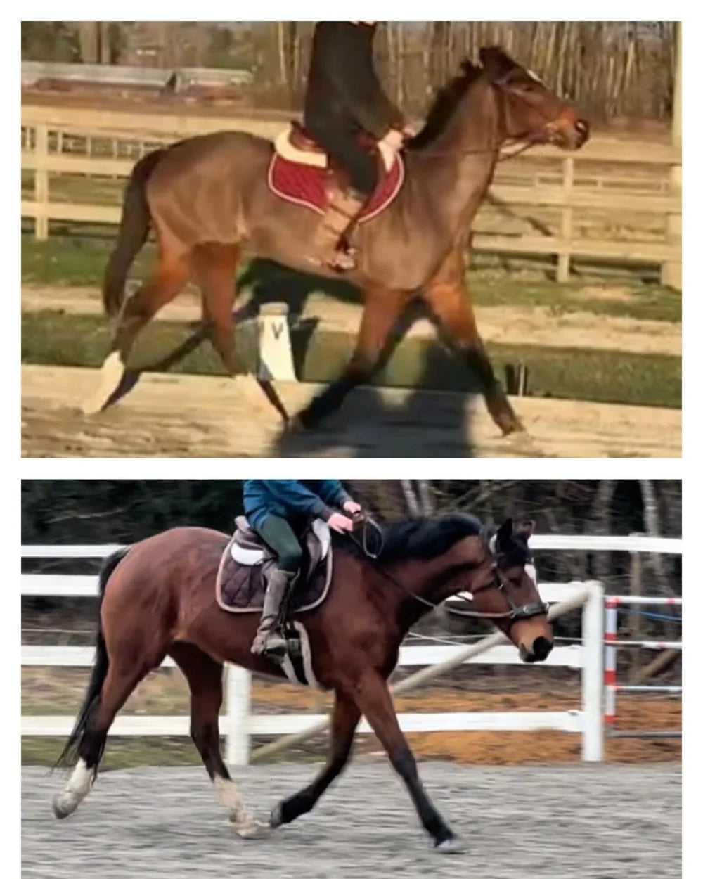 Addressing Tension & Anxiety Under Saddle: How I Built The Foundation for My Anxious Mare to Become Relaxed