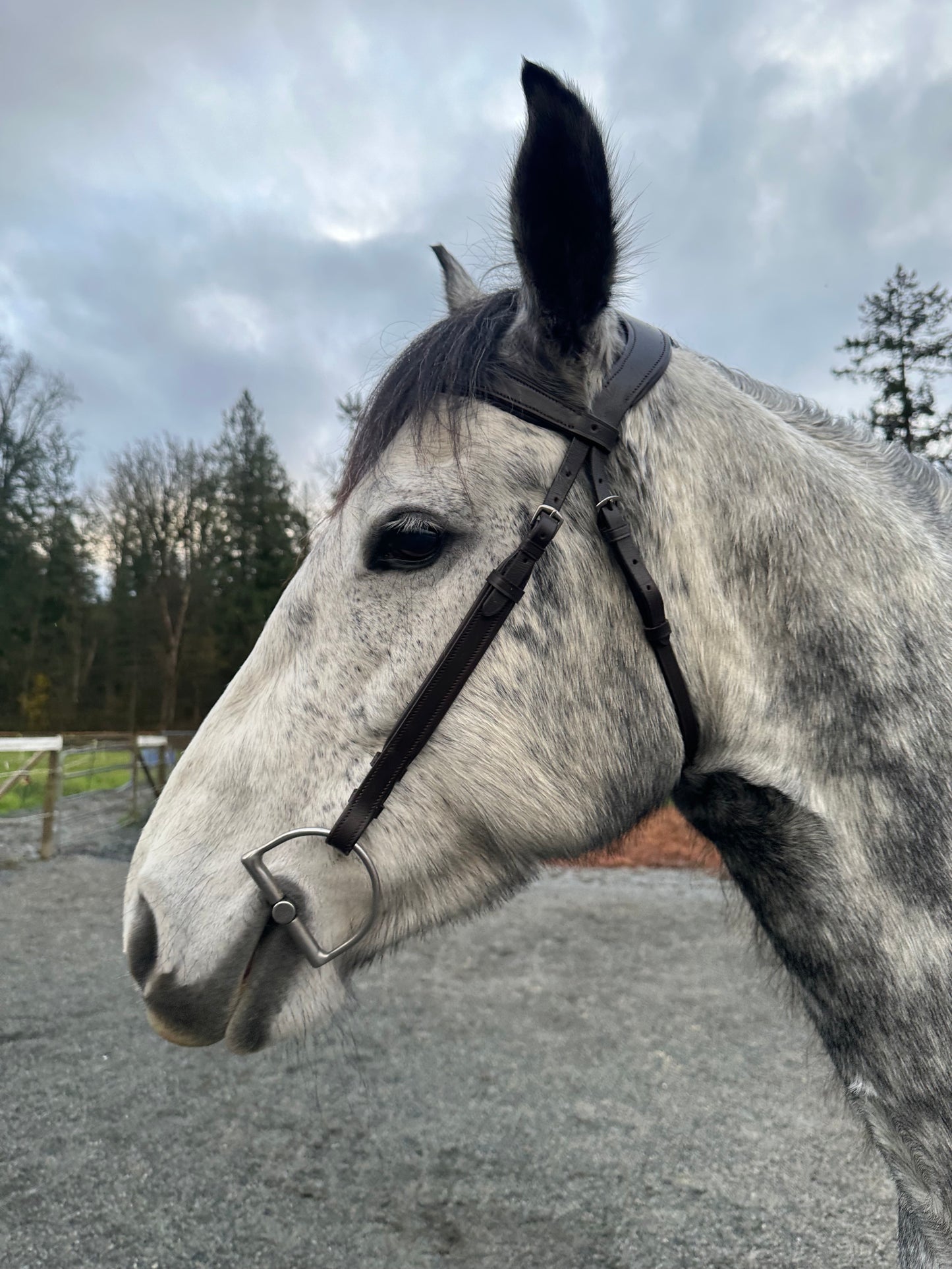 “Liberty” Noseband-Free Bridle