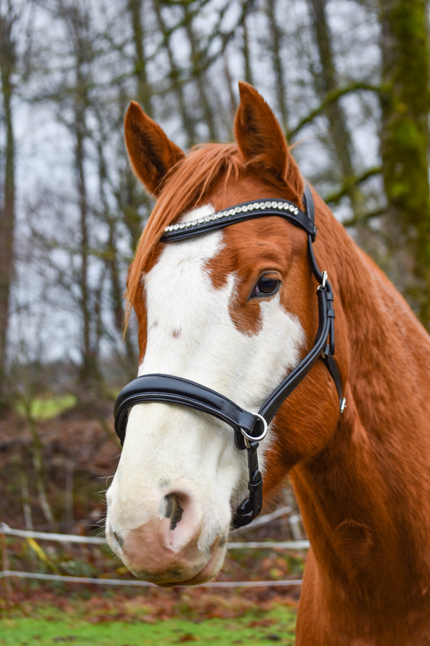 “Juniper” Side Pull Bitless Bridle