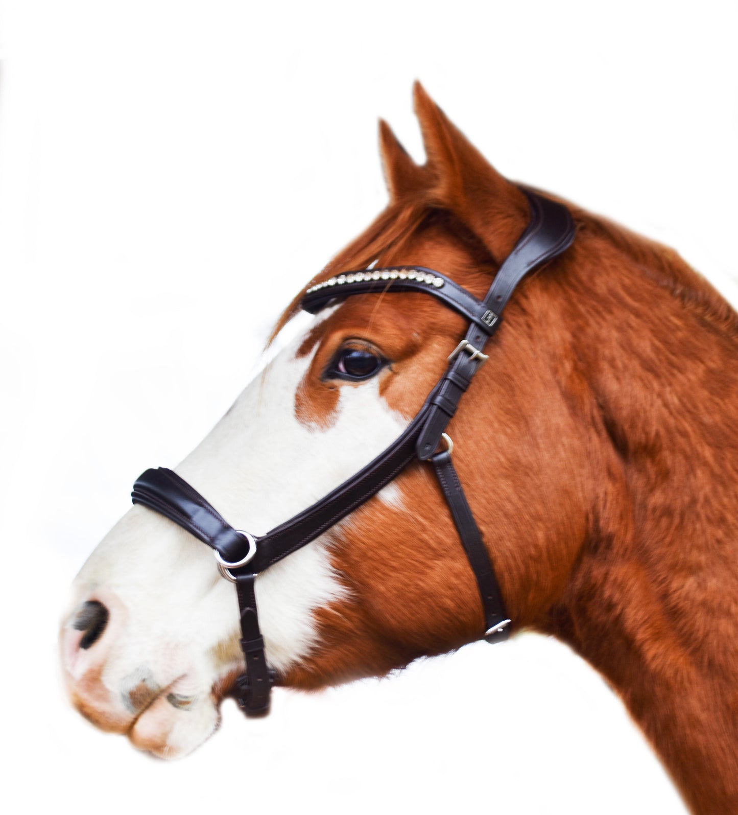 “Juniper” Side Pull Bitless Bridle