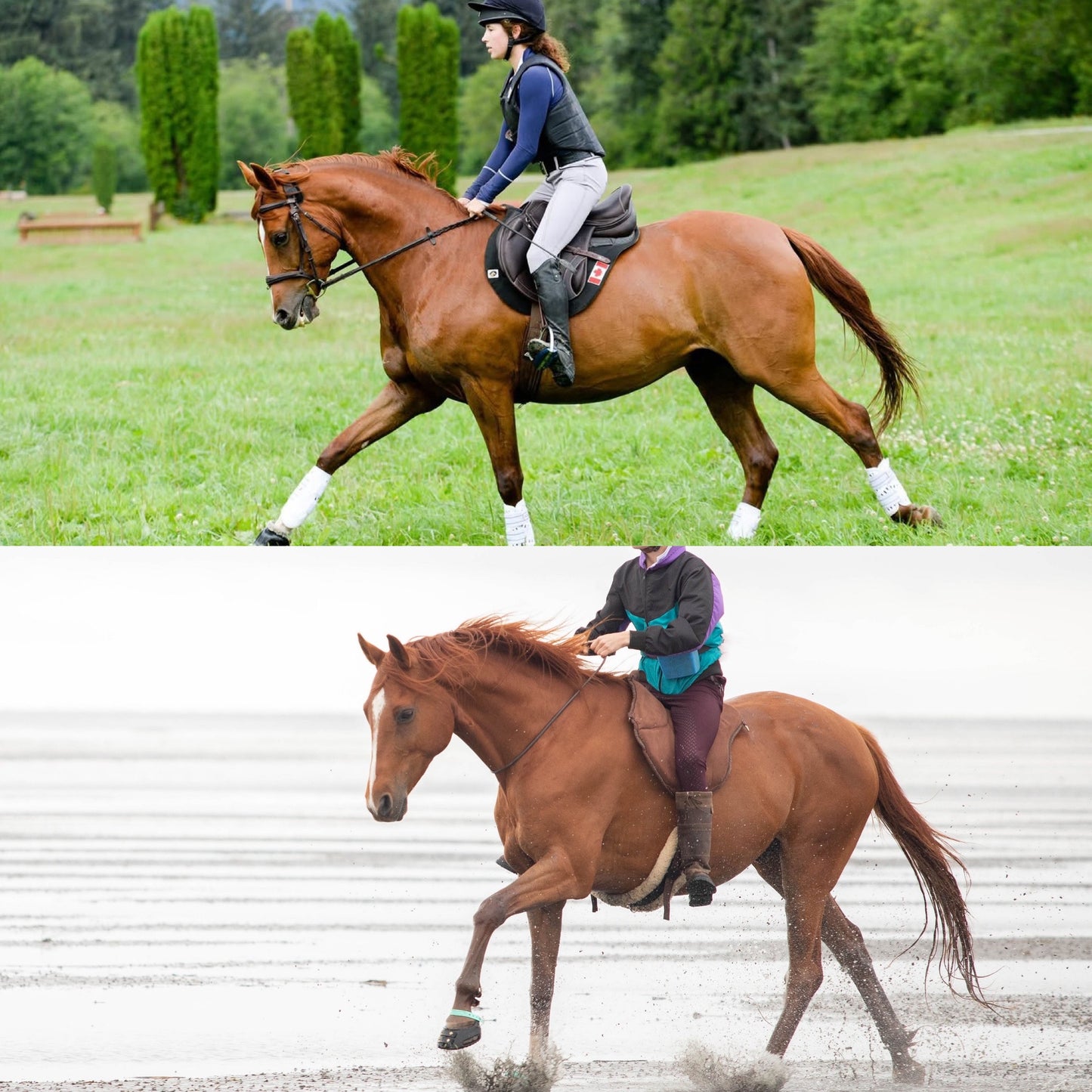 Creating A Paradigm Shift In Horsemanship: My Journey With Milo