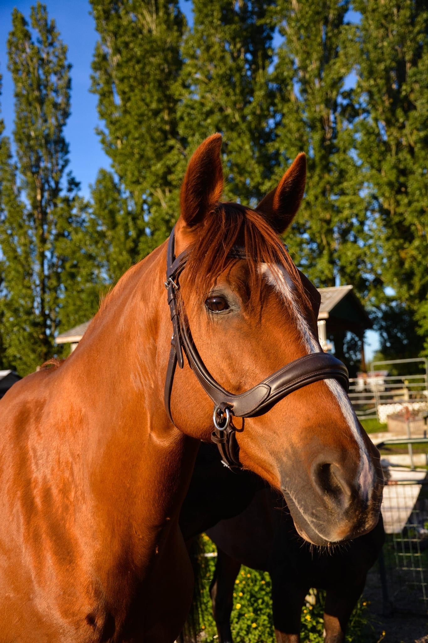 Milo Bridle V1 FINAL SALE