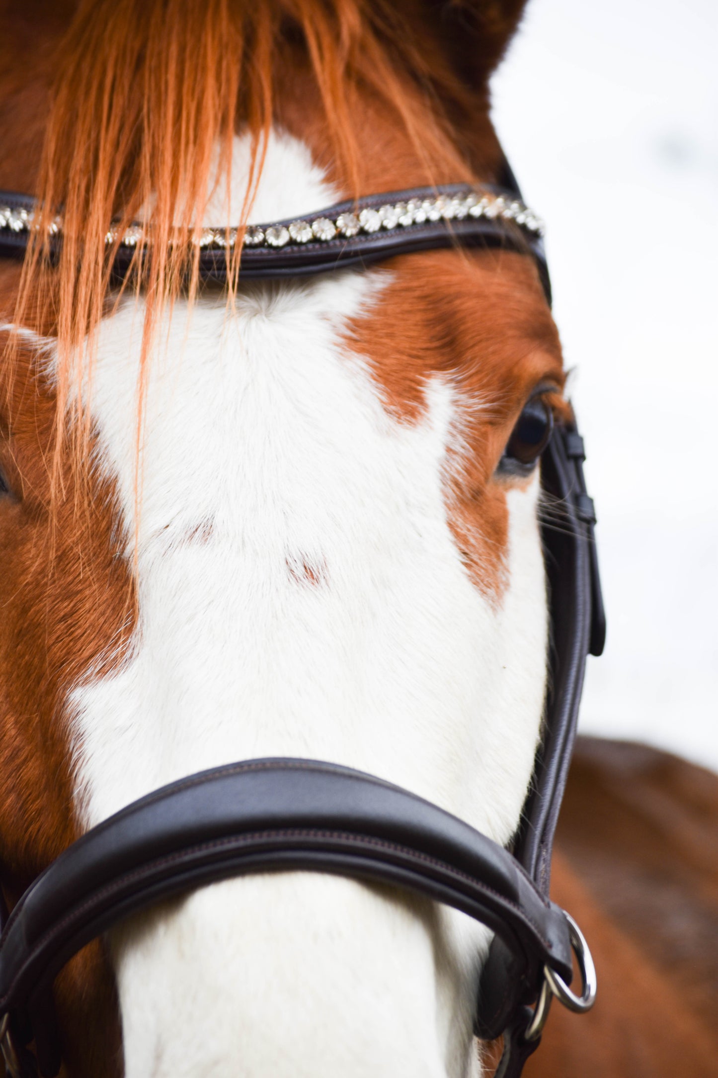“Juniper” Side Pull Bitless Bridle