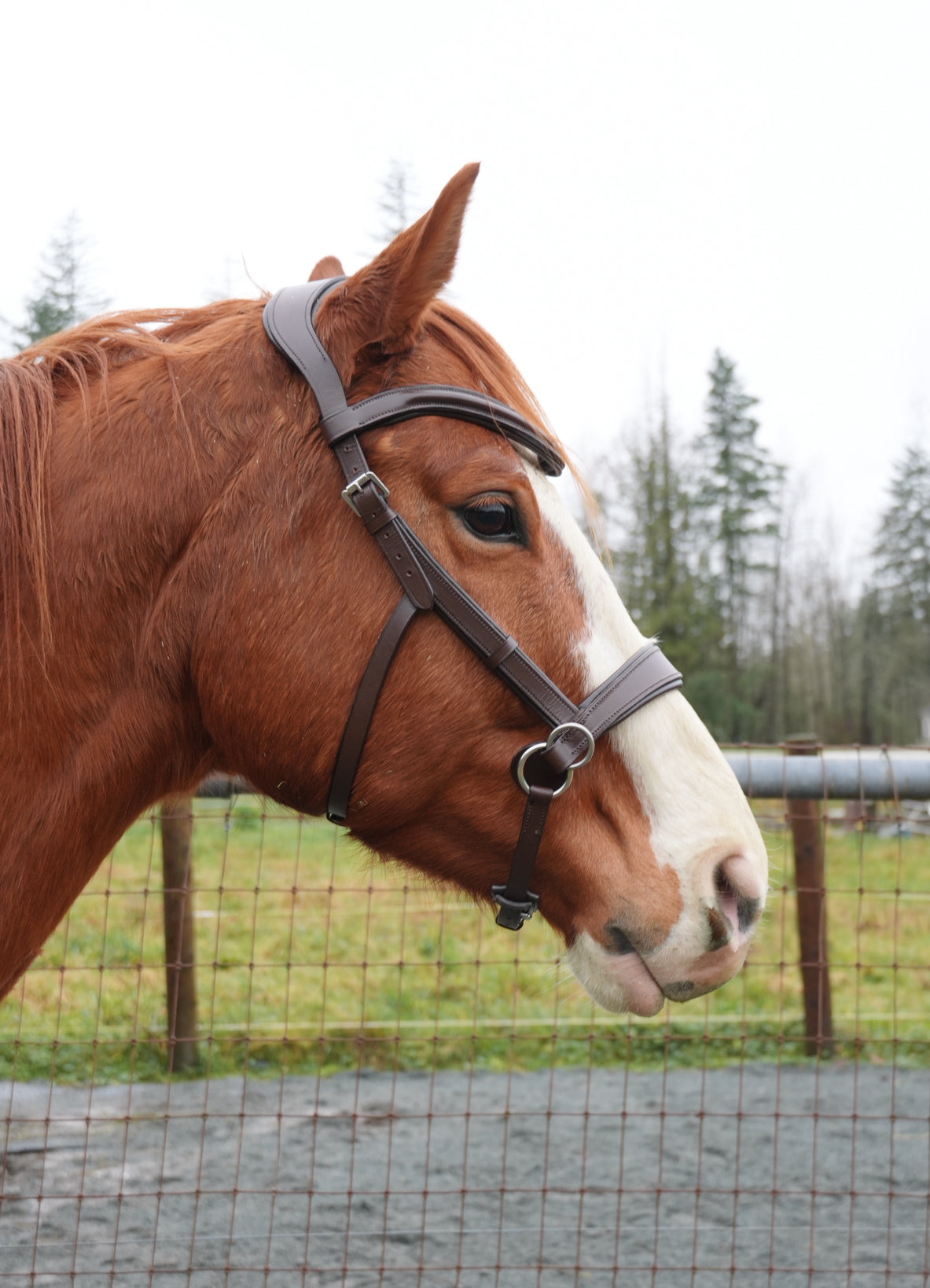 “Farley” Side Pull Bitless Bridle
