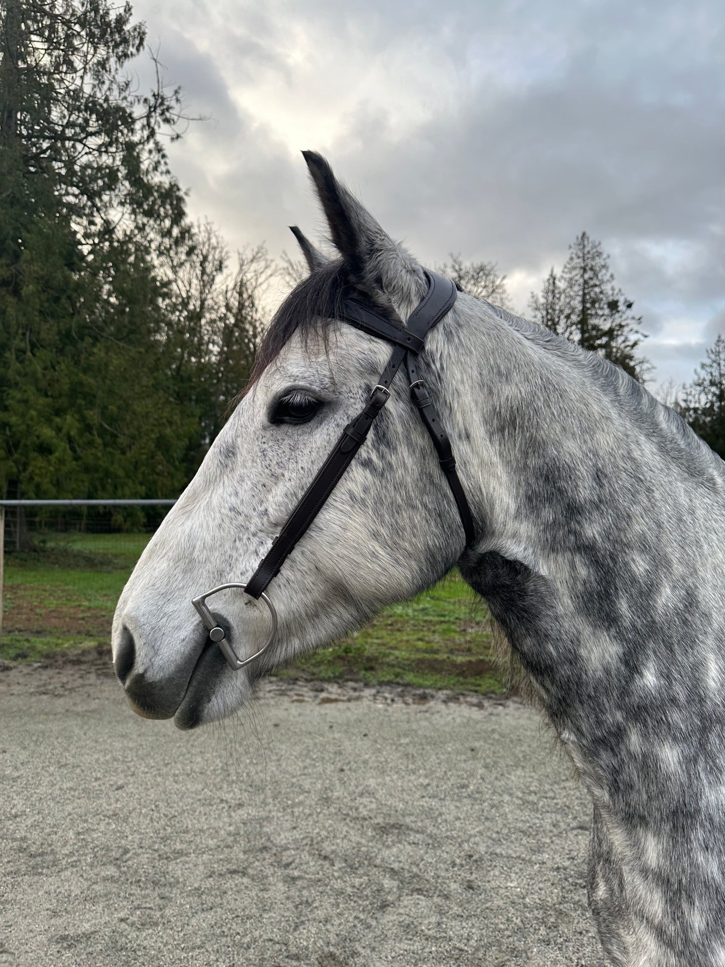 “Liberty” Noseband-Free Bridle