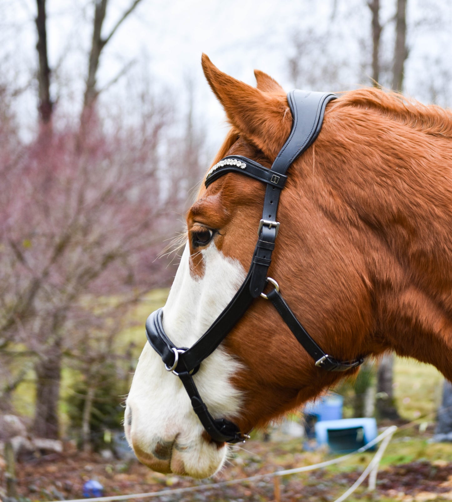 “Juniper” Side Pull Bitless Bridle