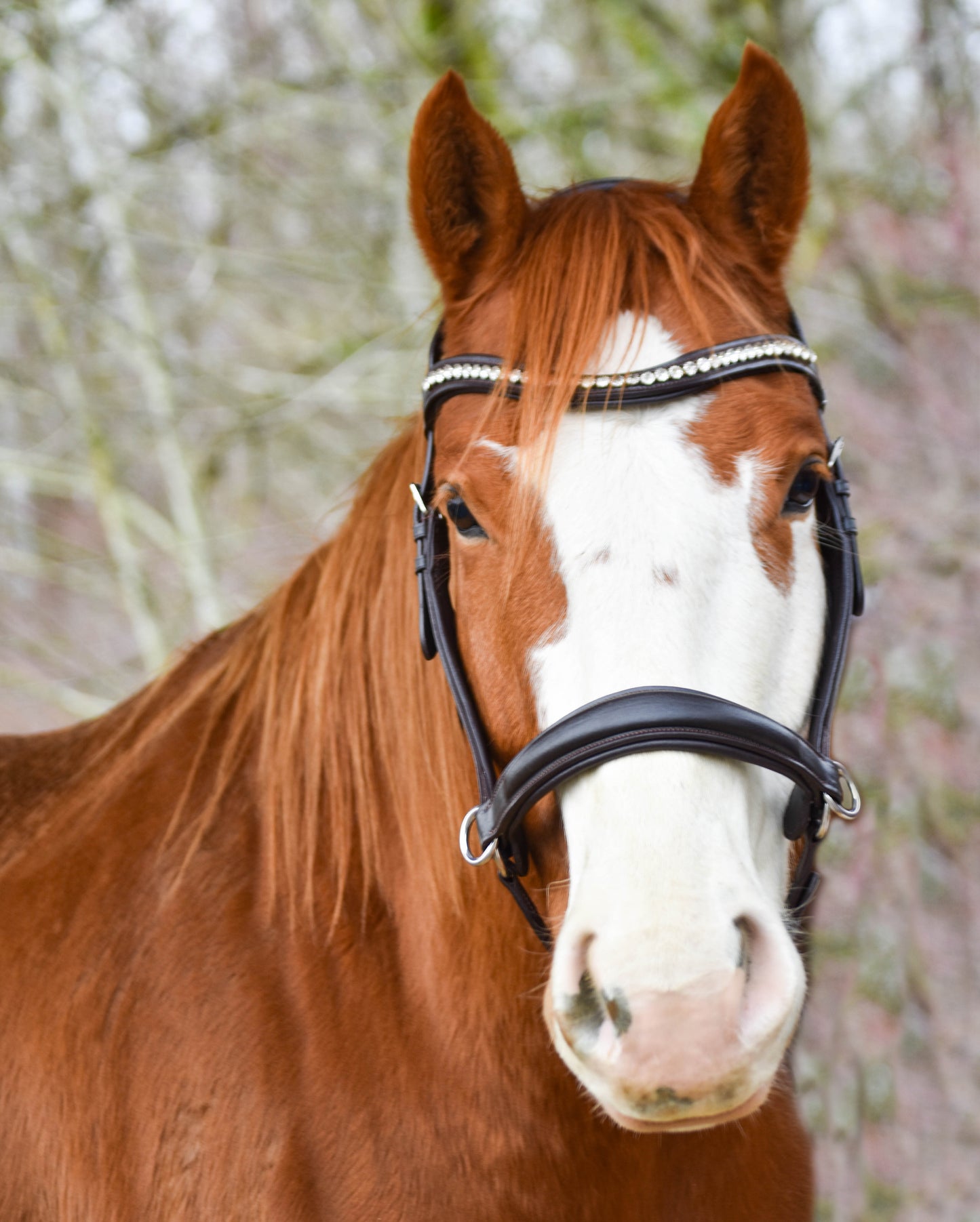 “Juniper” Side Pull Bitless Bridle