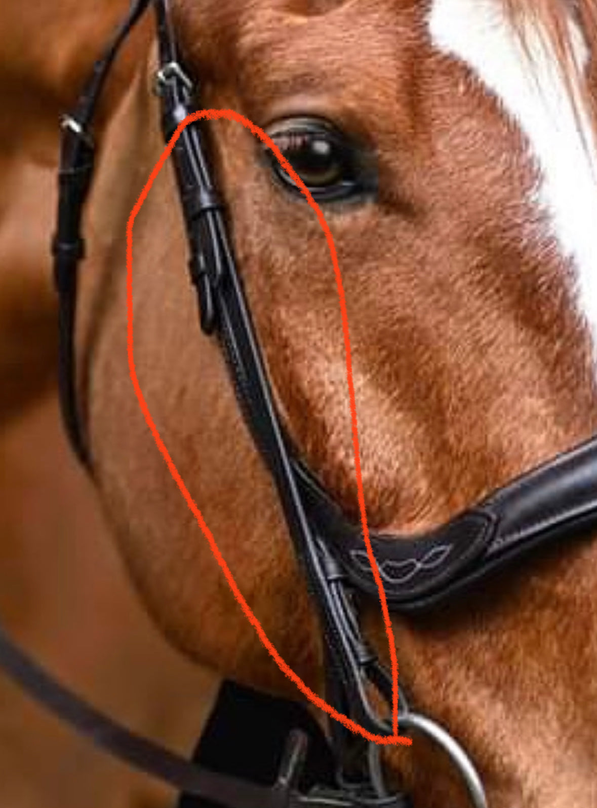 Harlow Bridle Cheekpieces