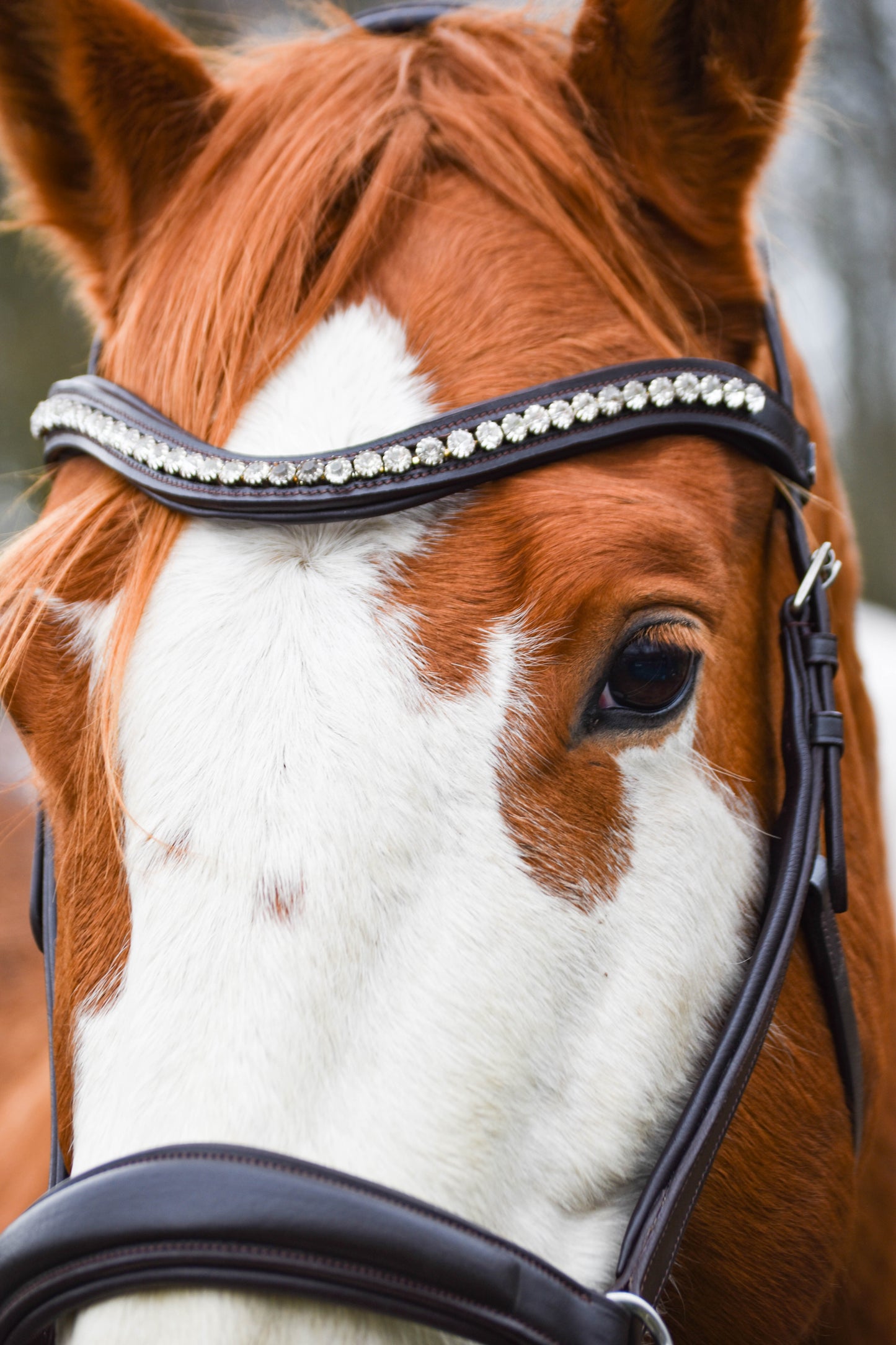 “Juniper” Side Pull Bitless Bridle