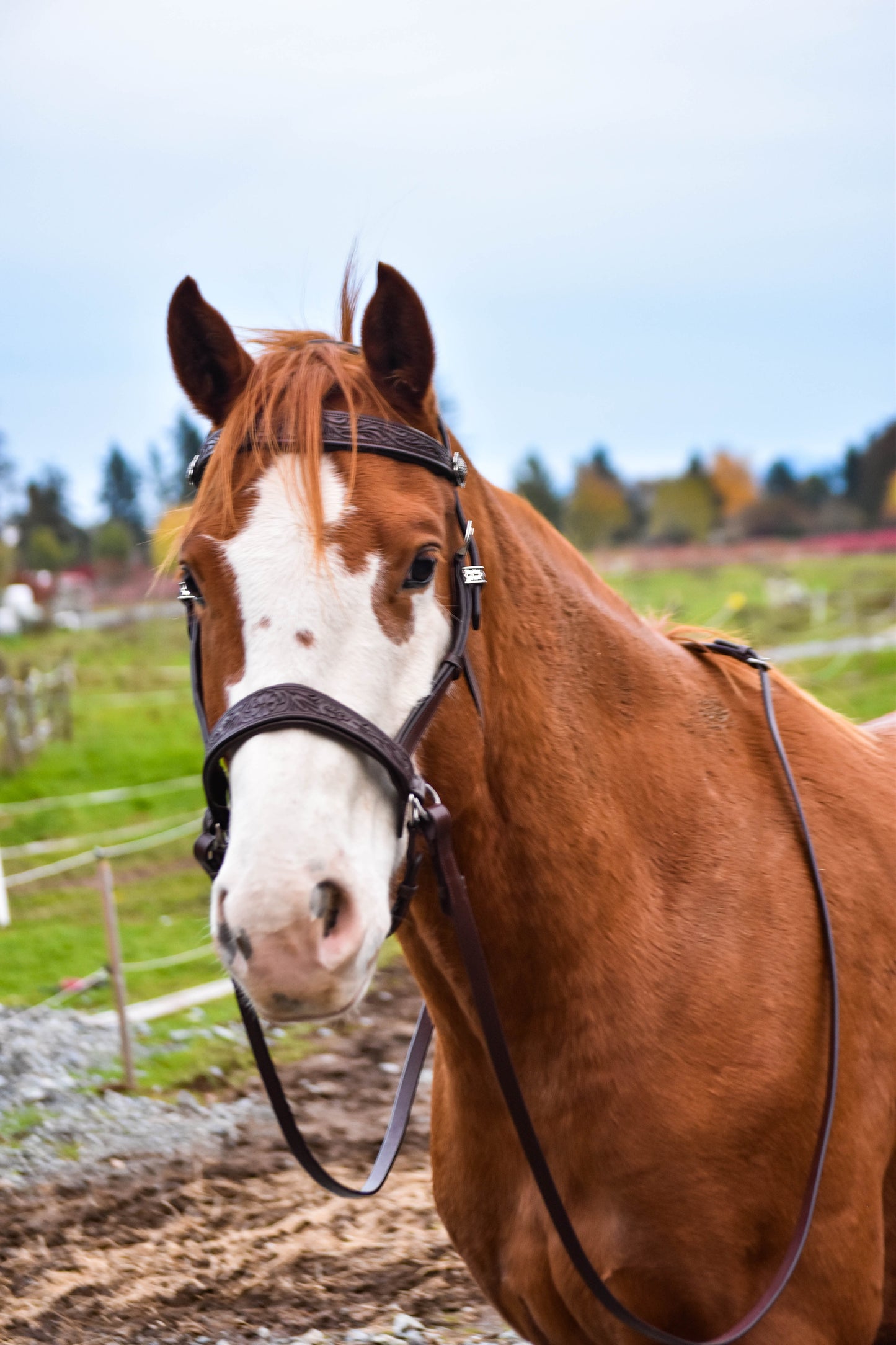 Pogo Western Bitless Bridle