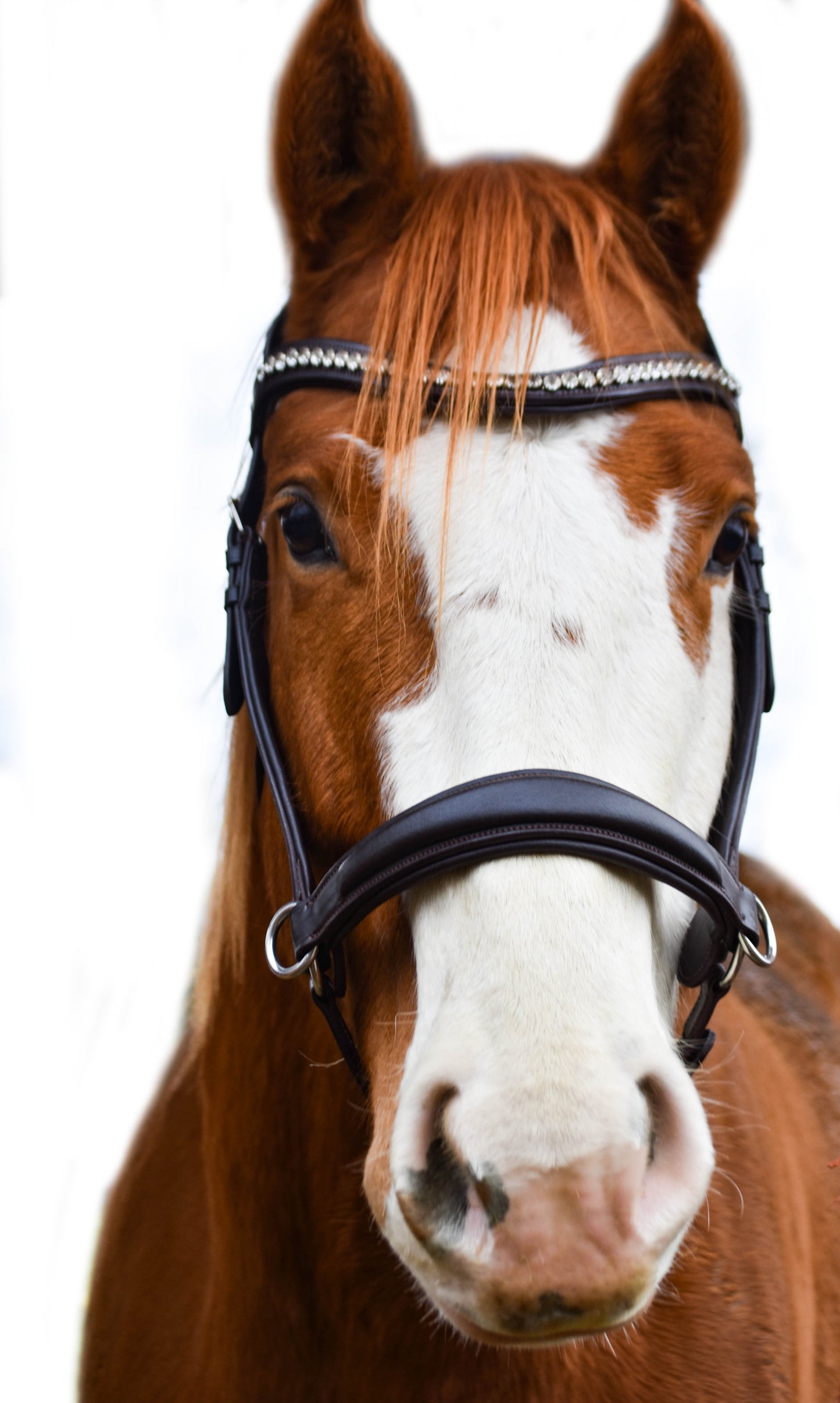 “Juniper” Side Pull Bitless Bridle