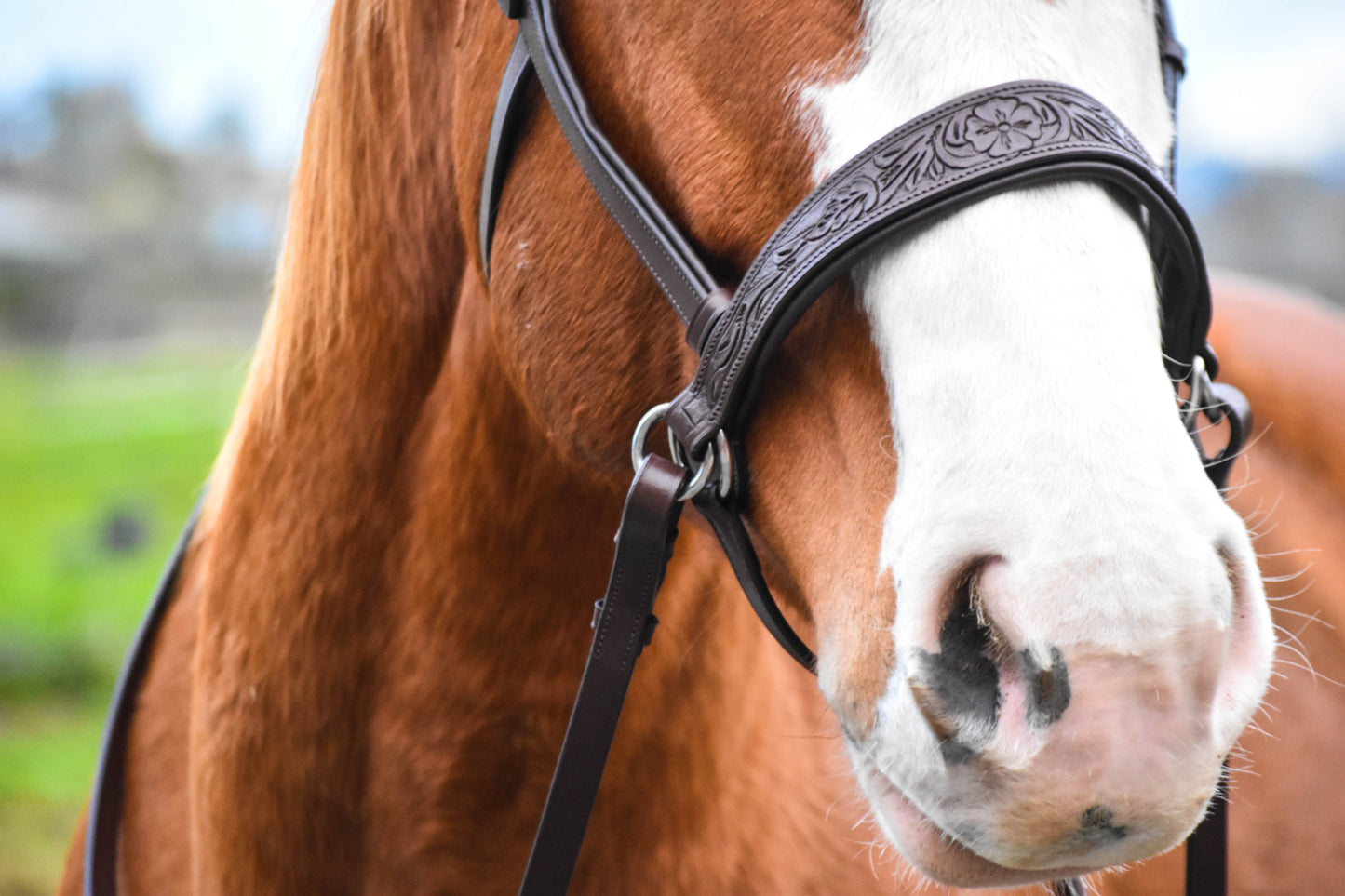 Pogo Western Bitless Bridle