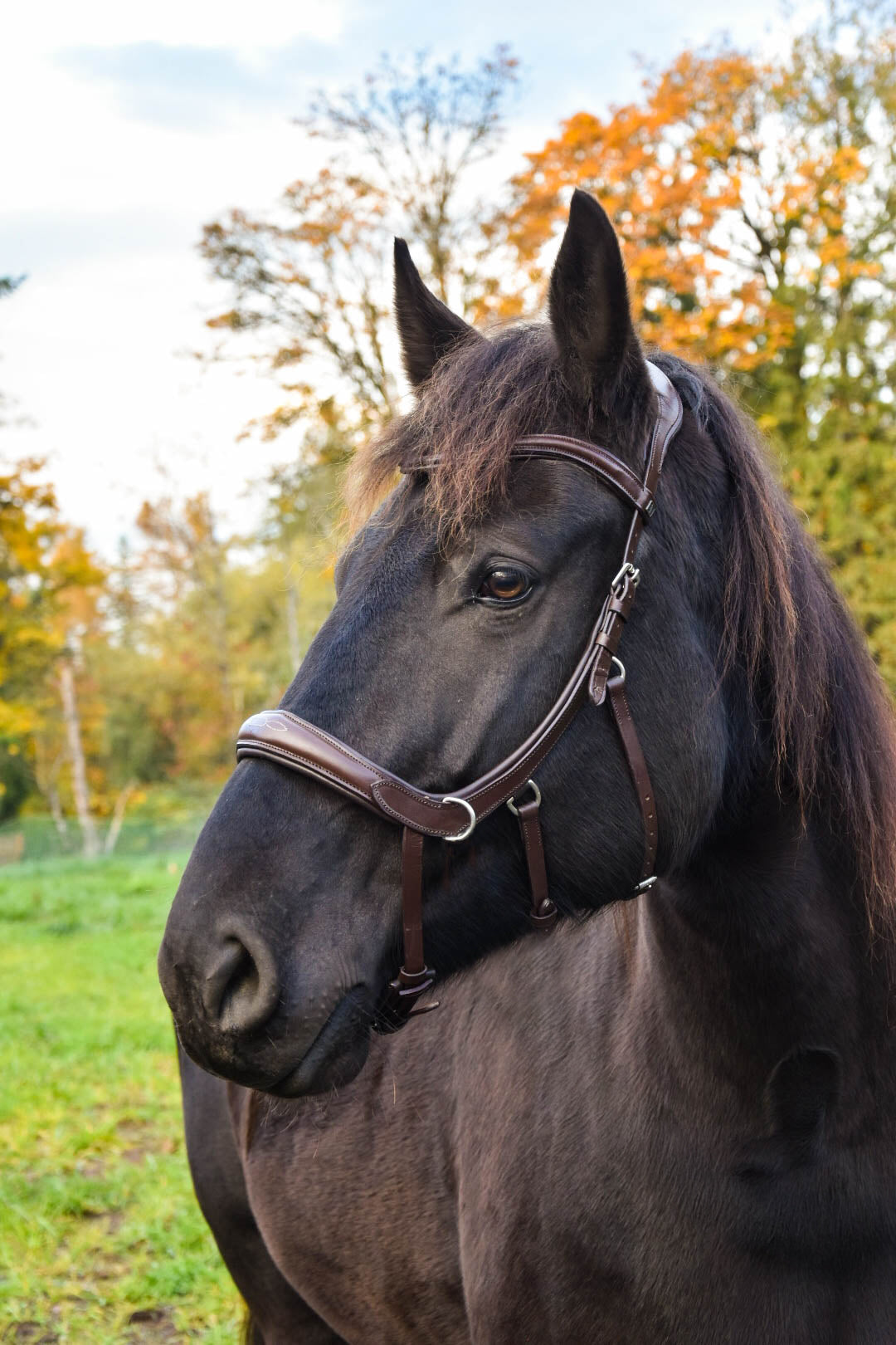 Milo Anatomical Bitless Bridle: 2026 version PRE ORDER ONLY