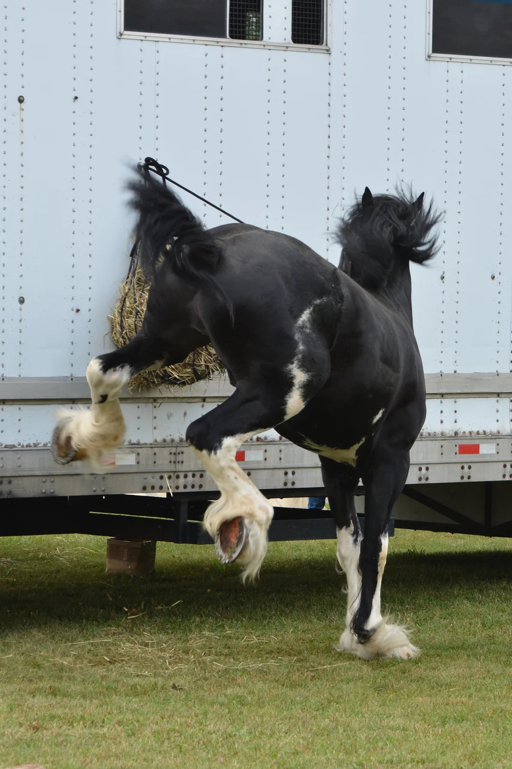 Addressing Fear Behaviour & Desensitization Webinar