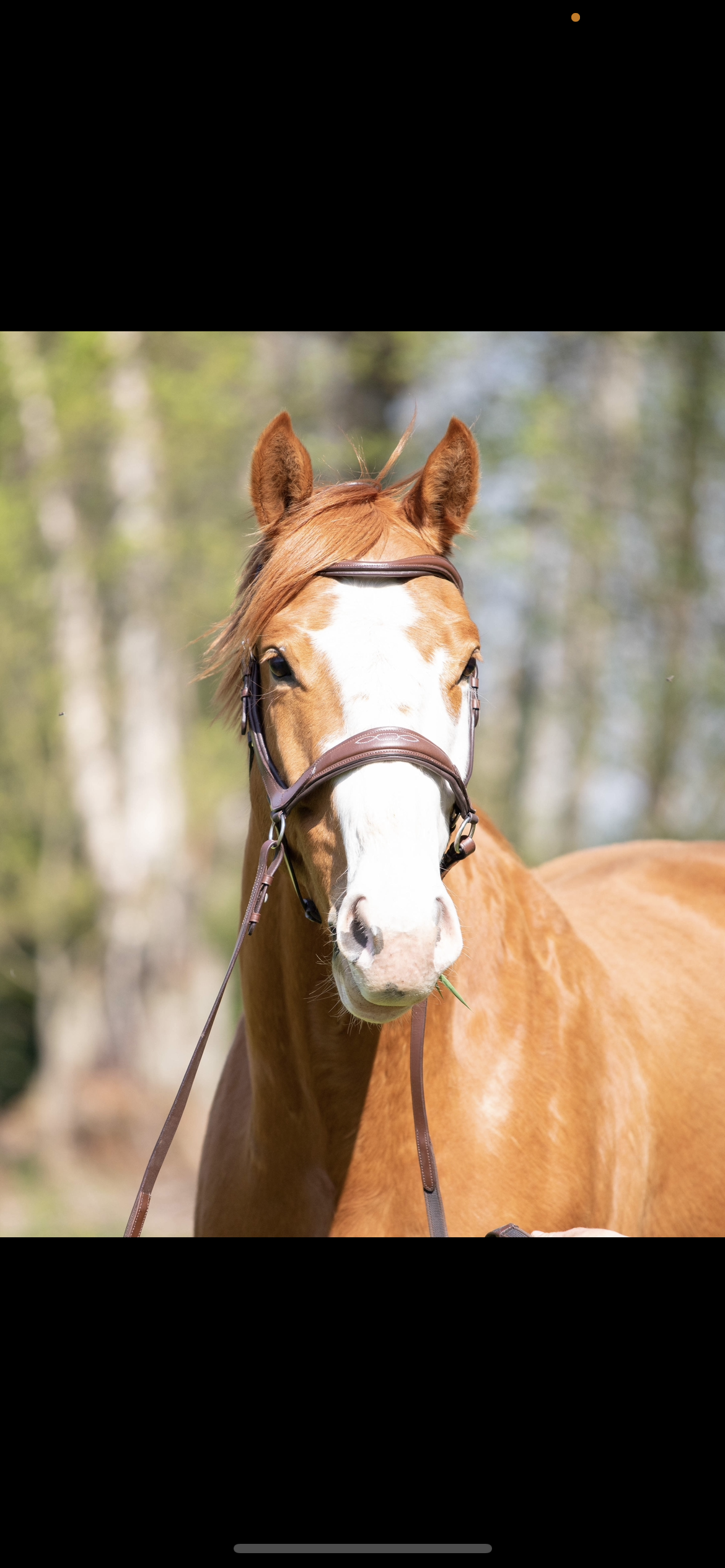 "Milo" Anatomical Bitless Bridle