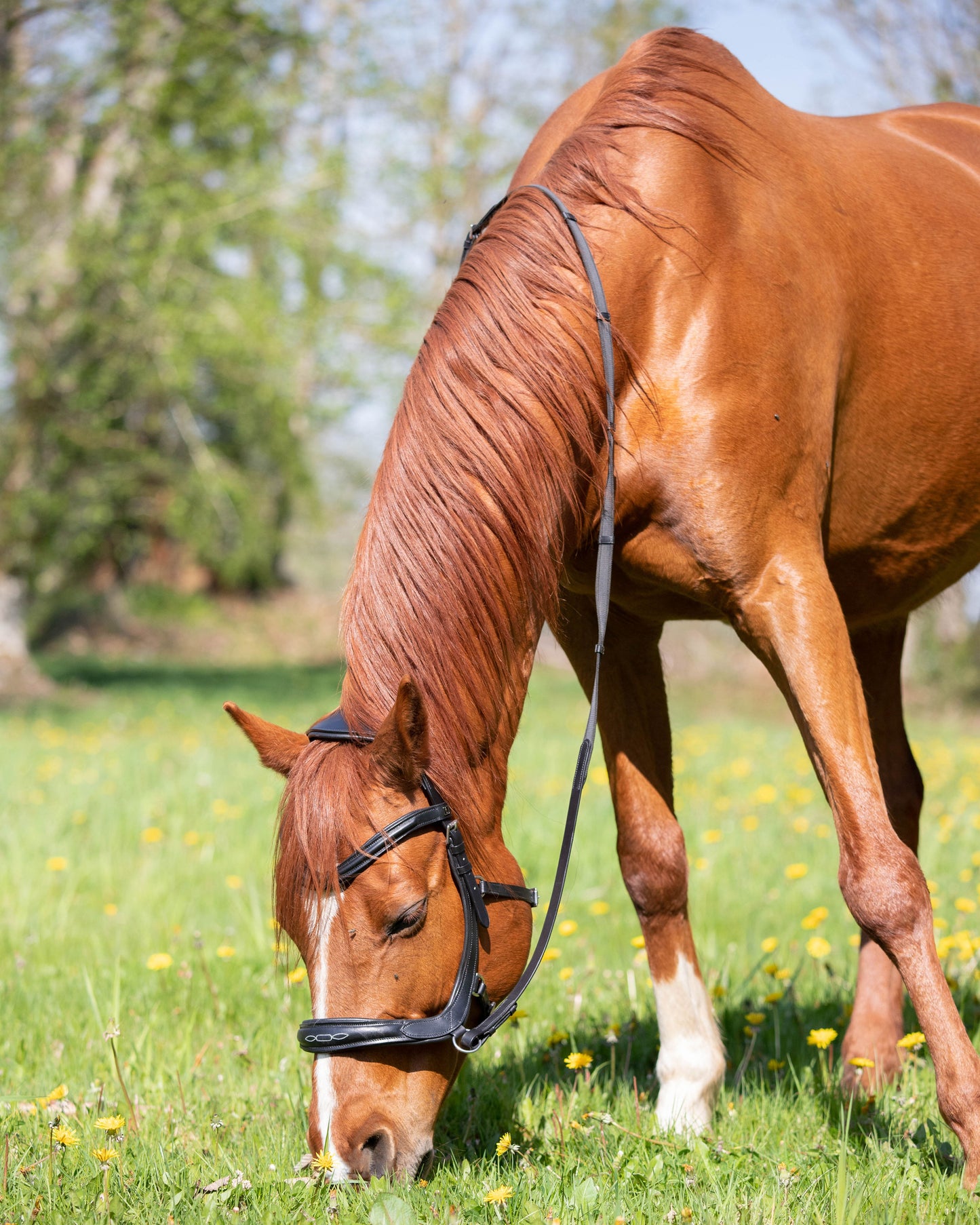 "Milo" Anatomical Bitless Bridle