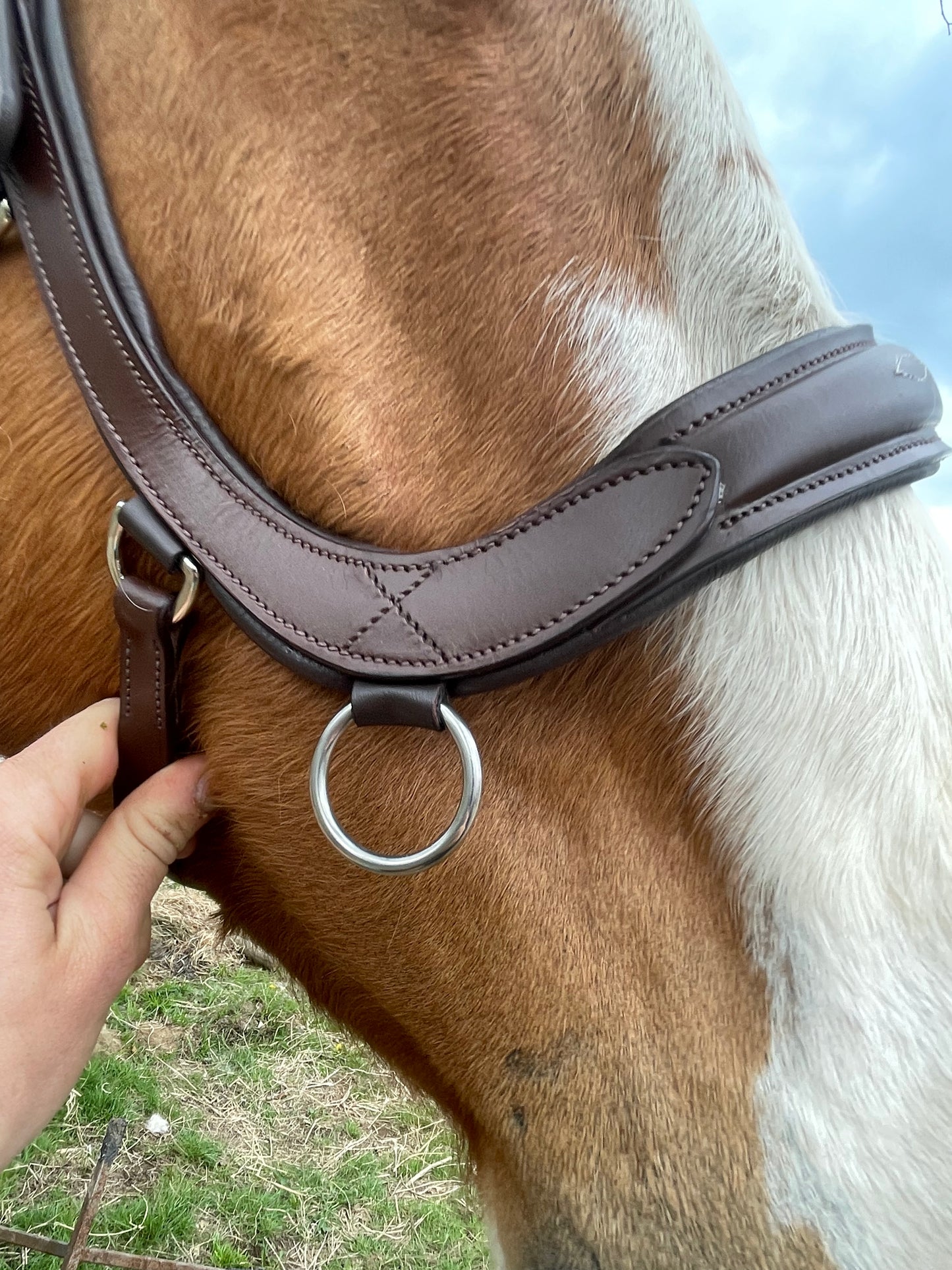 "Milo" Anatomical Bitless Bridle