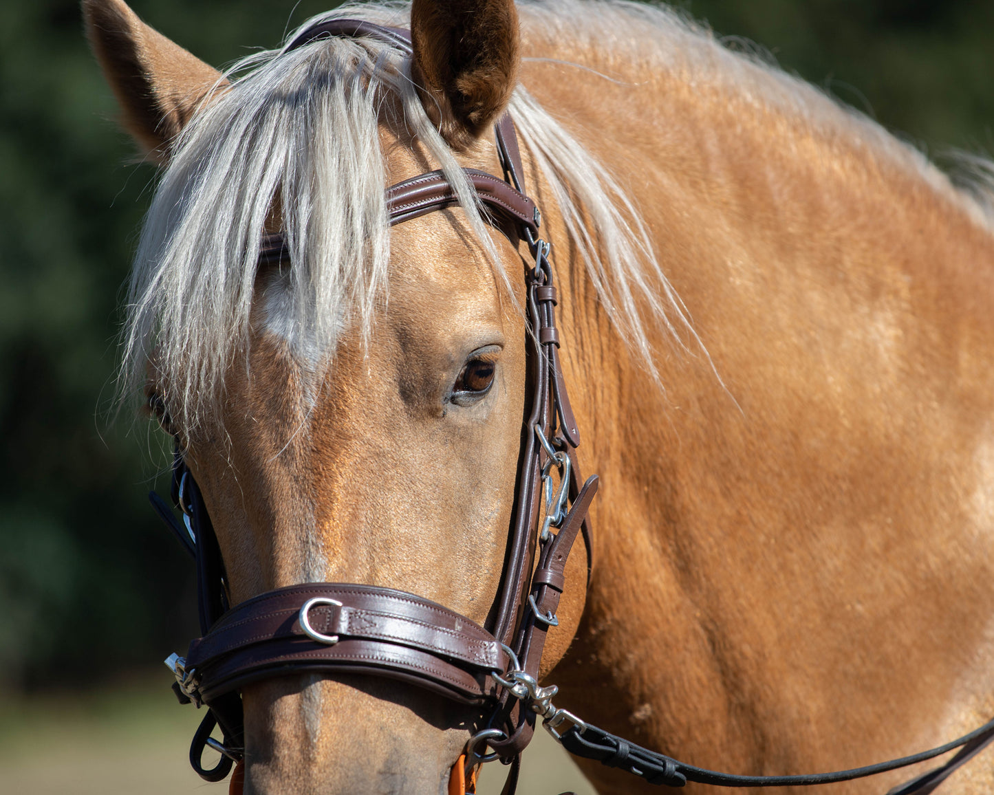 Dallas Convertible Bitless/Bitted Multi Bridle 2024 Design