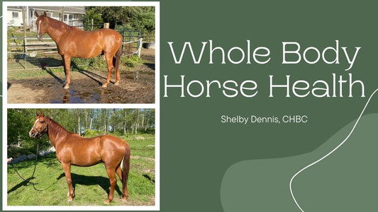 Whole Body Horse Health: The Hoof-Mind-Body Connection & How Management Impacts Behaviour