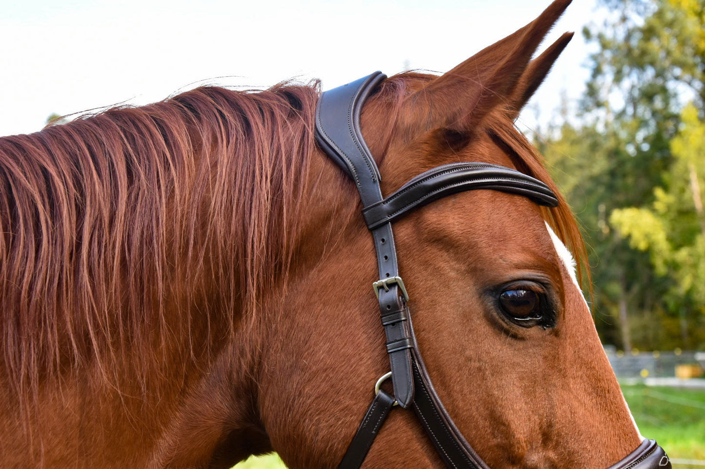 Milo Anatomical Bitless Bridle: 2026 version PRE ORDER ONLY