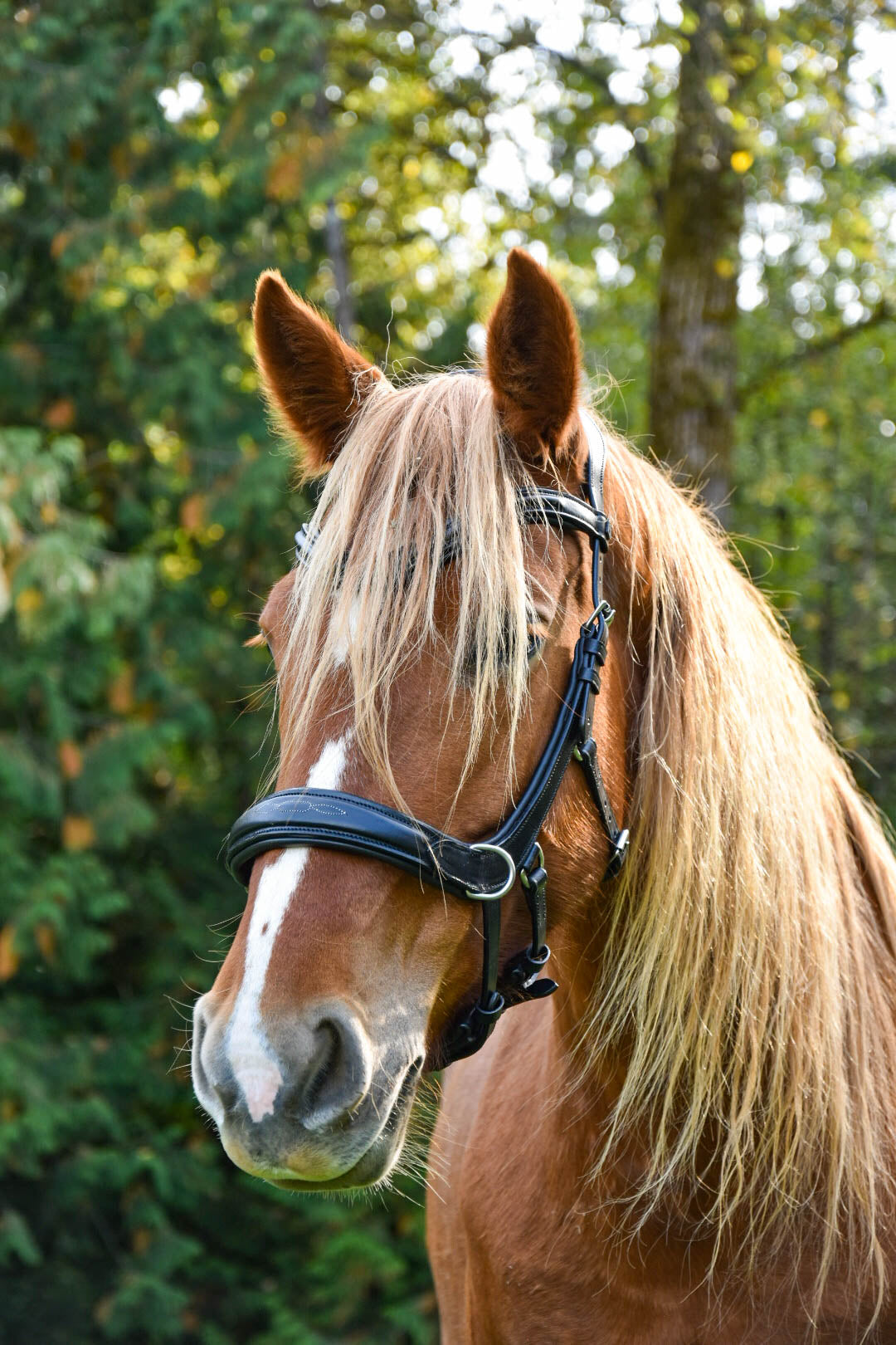 Milo Anatomical Bitless Bridle: 2026 version PRE ORDER ONLY
