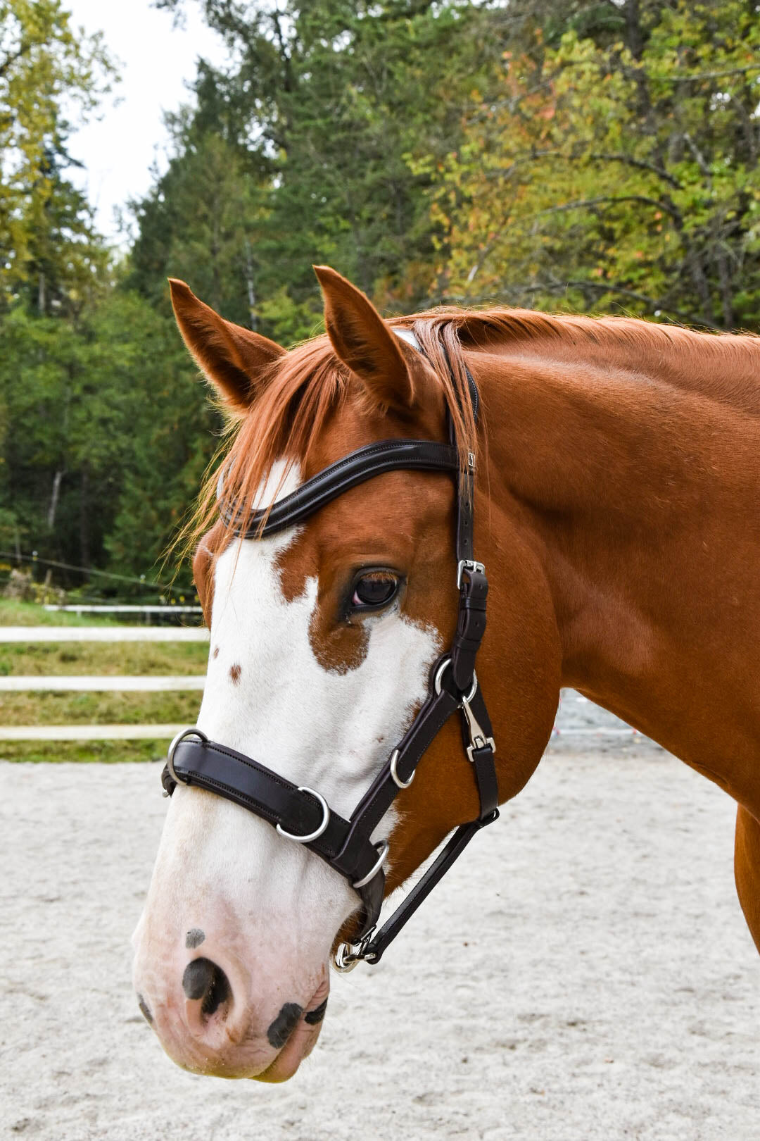 “Dallas” Convertible Multi Bridle 2026: PRE-ORDER ONLY