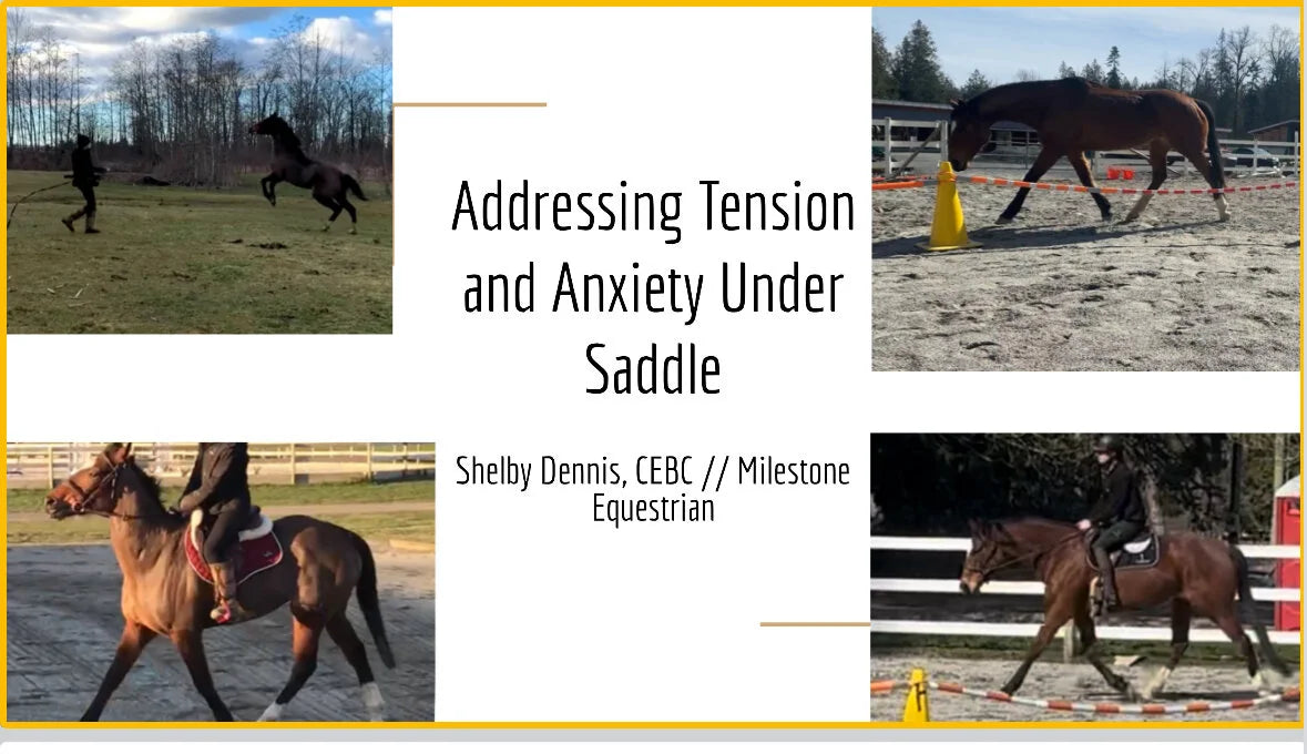 Addressing Tension & Anxiety Under Saddle: How I Built The Foundation for My Anxious Mare to Become Relaxed