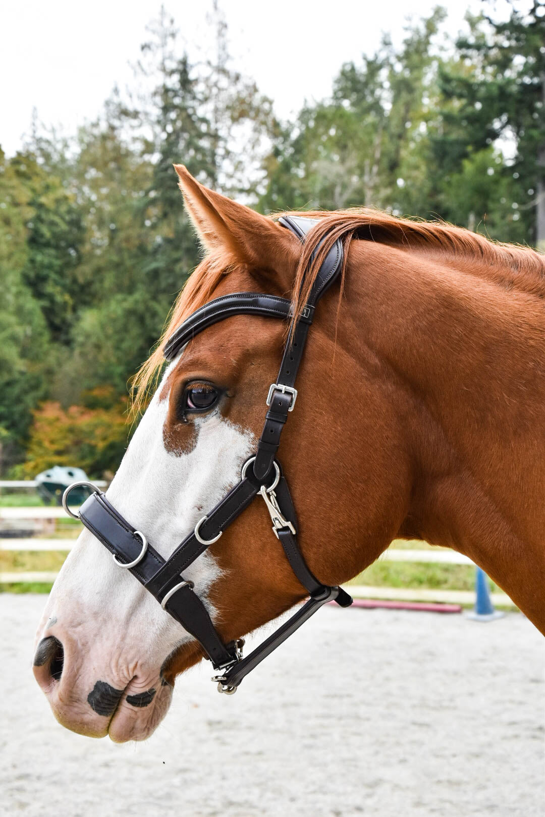 “Dallas” Convertible Multi Bridle 2026: PRE-ORDER ONLY