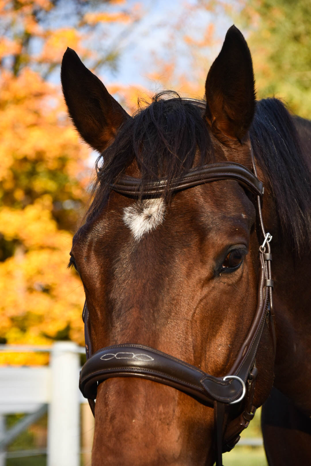 Milo Anatomical Bitless Bridle: 2026 version PRE ORDER ONLY