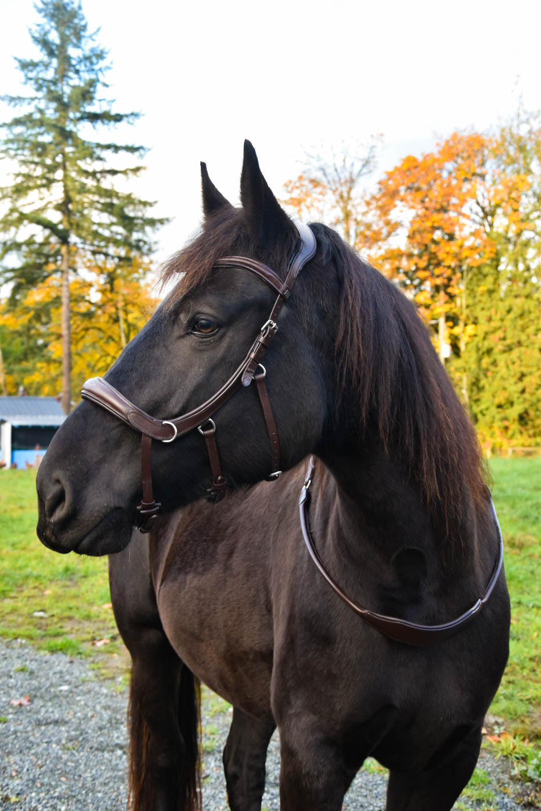 Milo Anatomical Bitless Bridle: 2026 version PRE ORDER ONLY