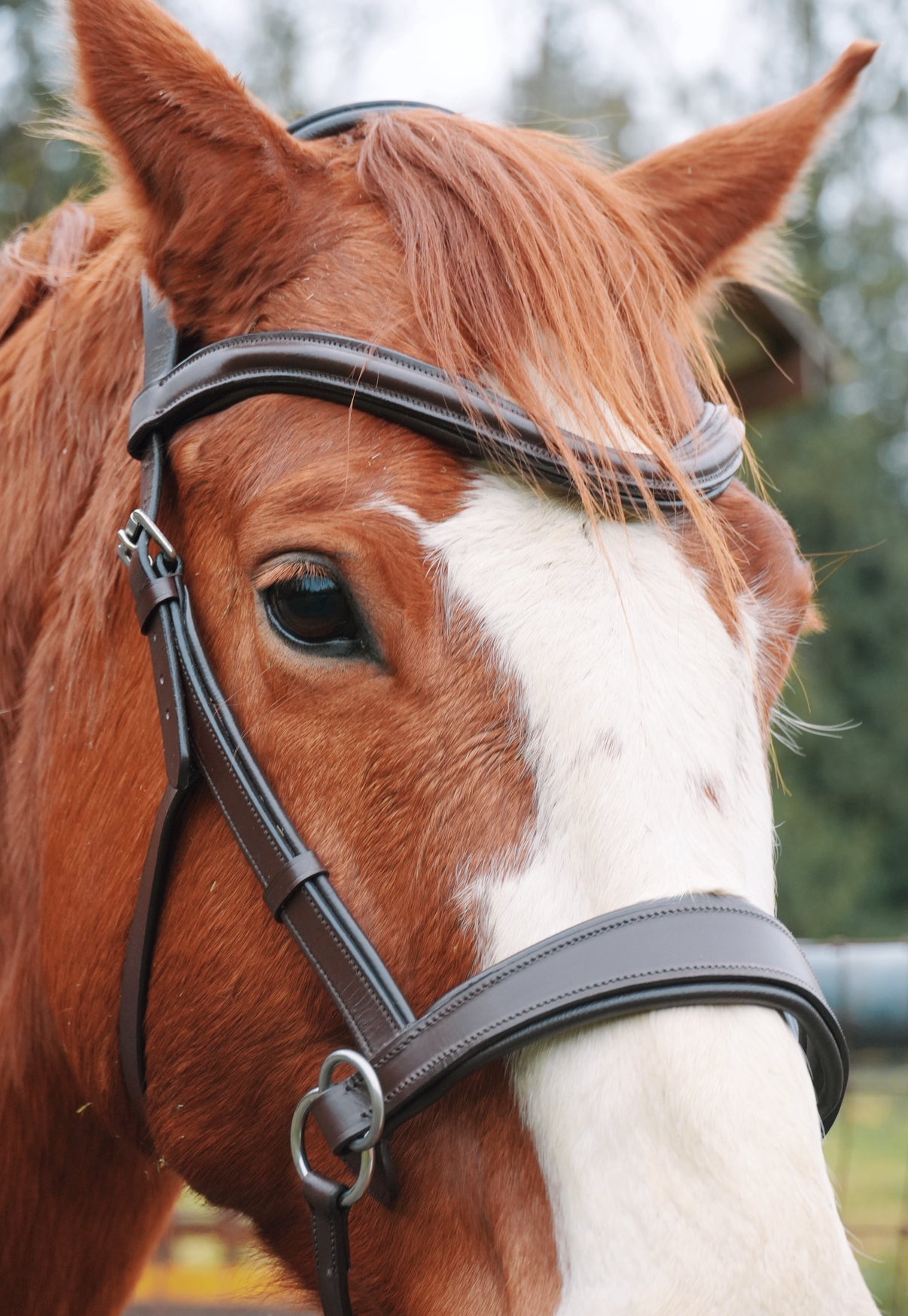 “Farley” Side Pull Bitless Bridle