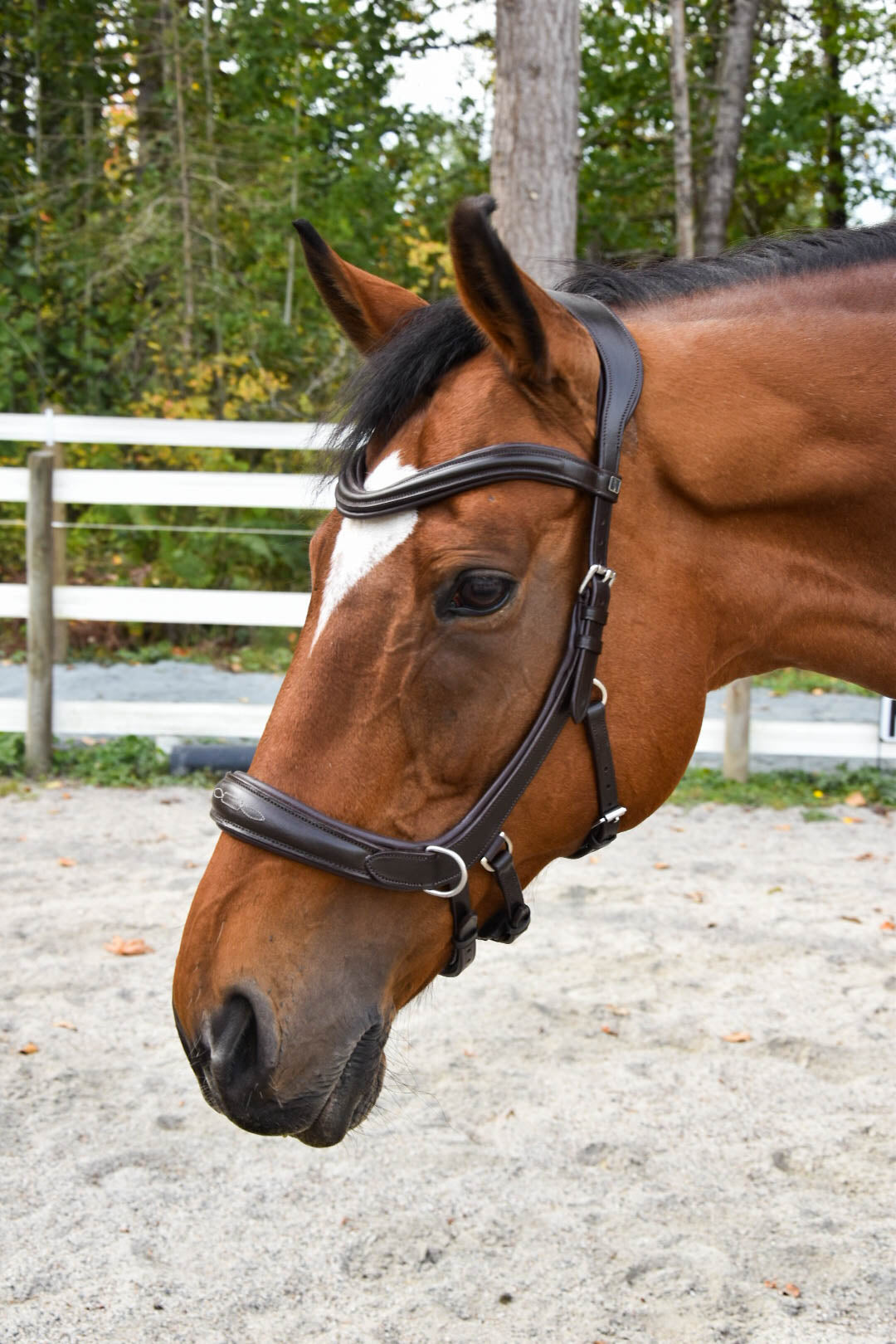 Milo Anatomical Bitless Bridle: 2026 version PRE ORDER ONLY