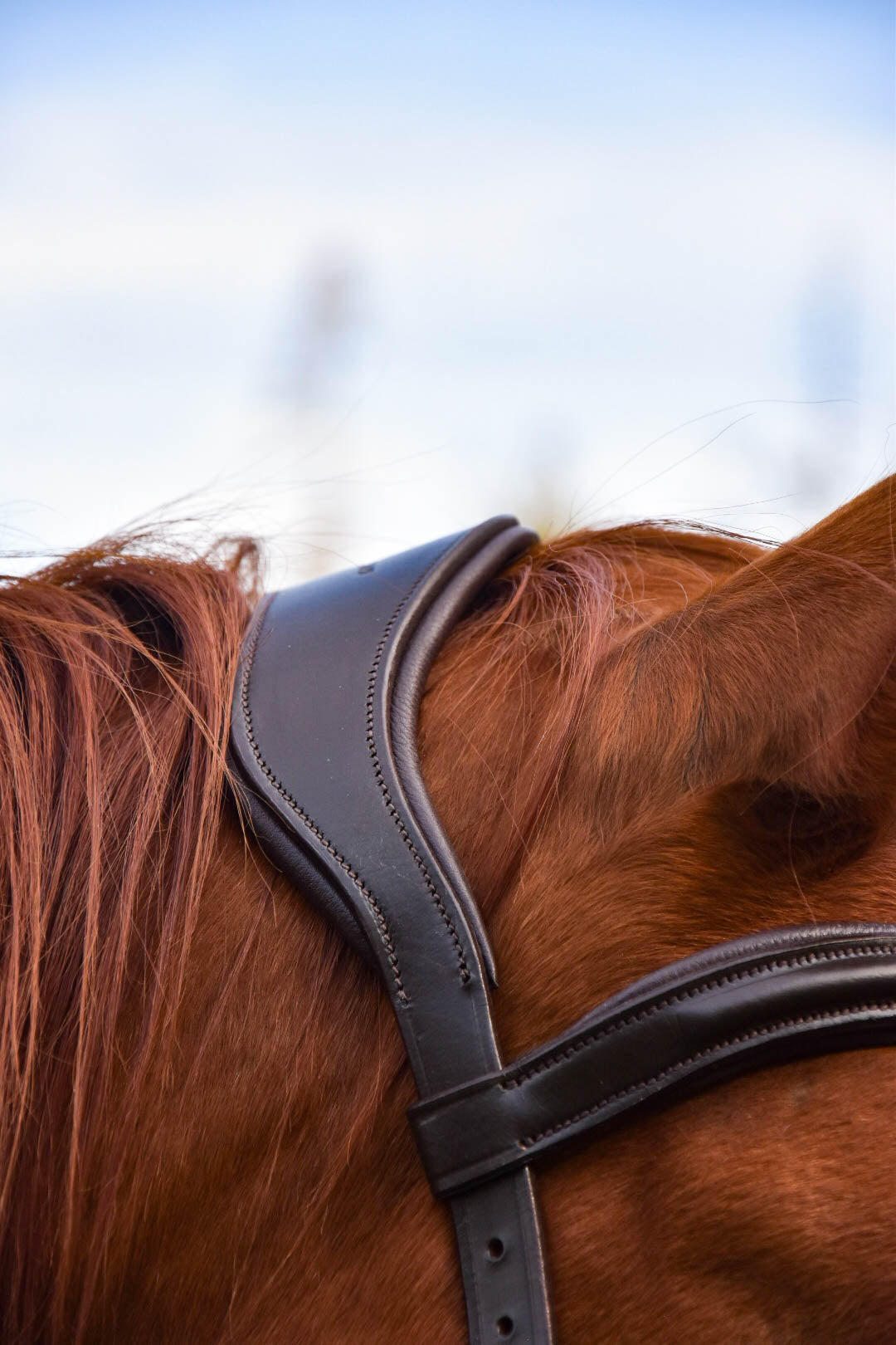 “Dallas” Convertible Multi Bridle 2026: PRE-ORDER ONLY
