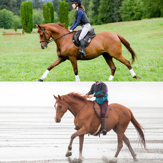 Creating A Paradigm Shift In Horsemanship: My Journey With Milo