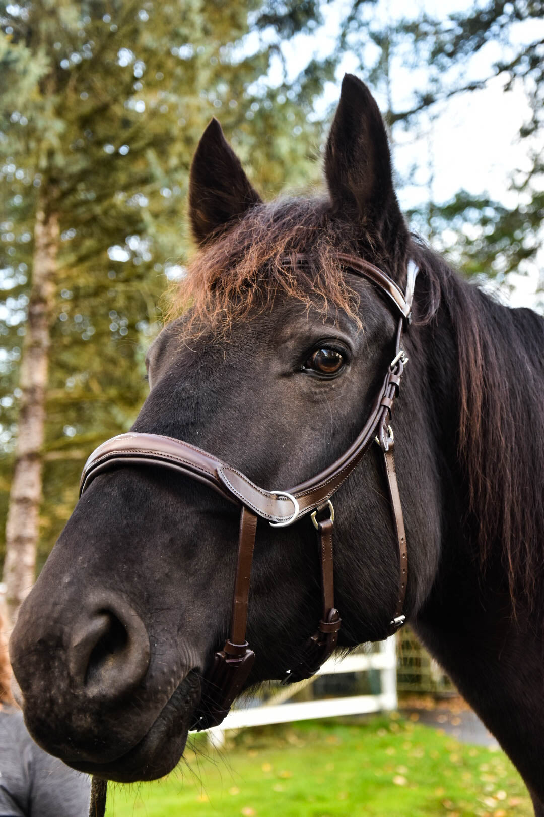 Milo Anatomical Bitless Bridle: 2026 version PRE ORDER ONLY