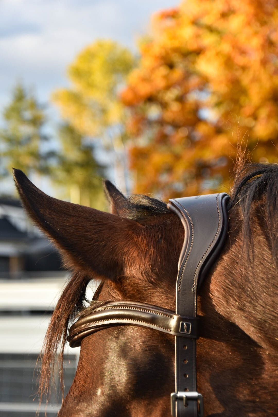 Milo Anatomical Bitless Bridle: 2026 version PRE ORDER ONLY