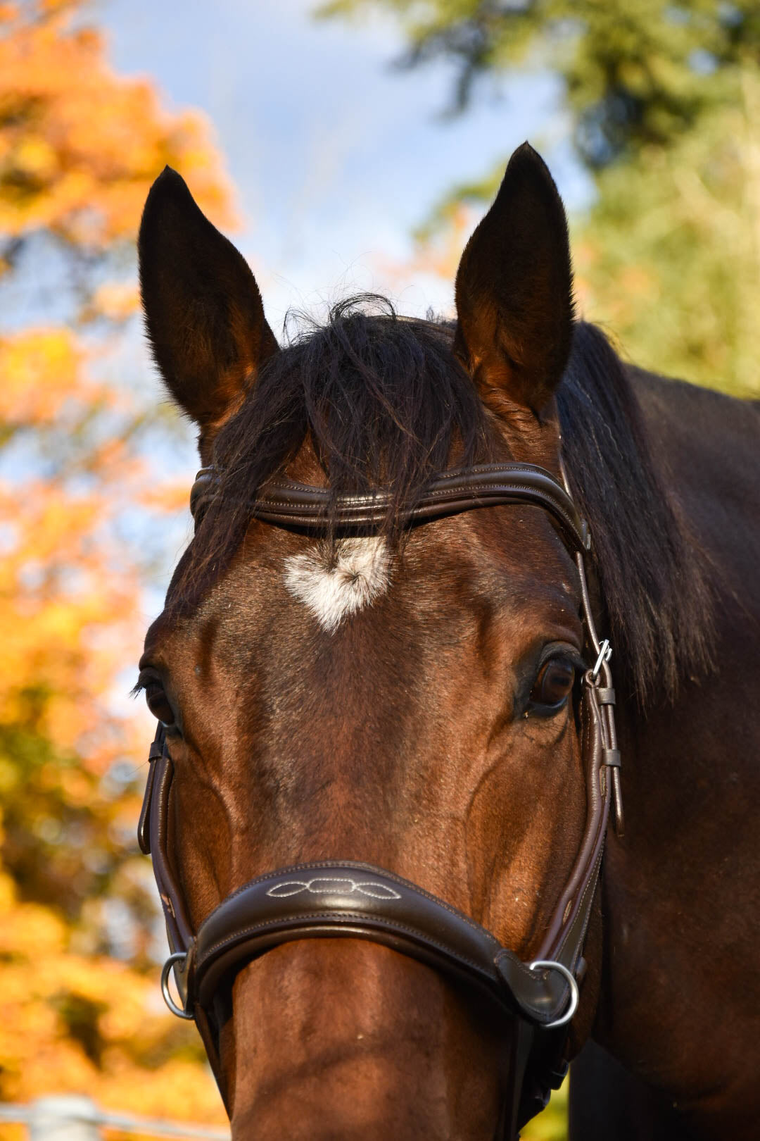 Milo Anatomical Bitless Bridle: 2026 version PRE ORDER ONLY