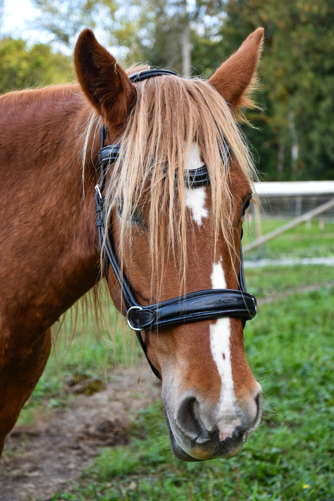 Milo Anatomical Bitless Bridle: 2026 version PRE ORDER ONLY