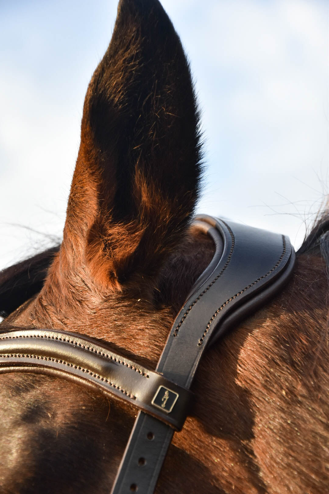 Milo Anatomical Bitless Bridle: 2026 version PRE ORDER ONLY