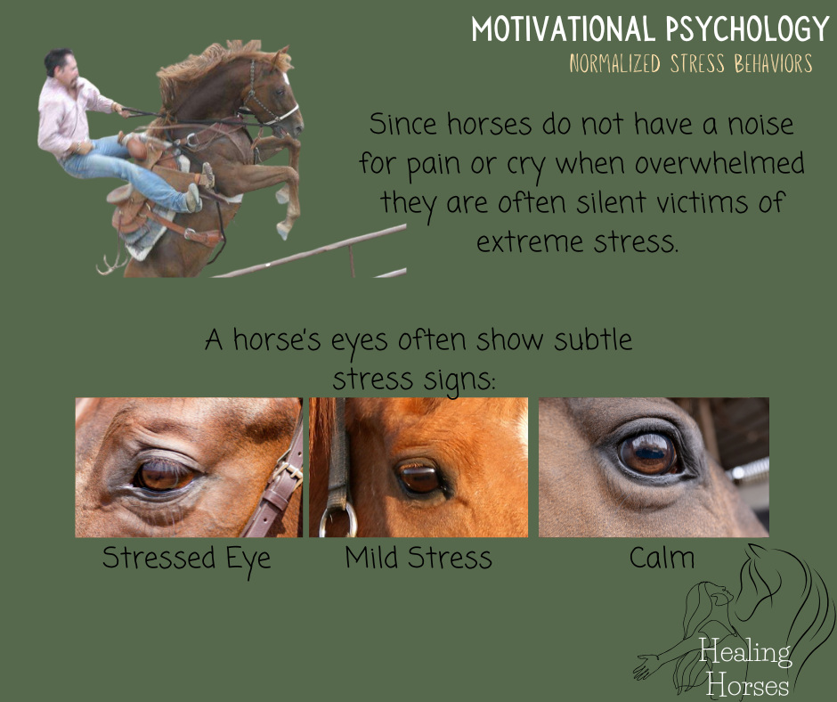 Healing Horses: A 10 Week Transformative Course