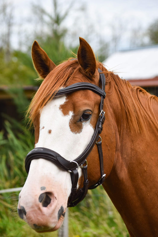 Milo Anatomical Bitless Bridle