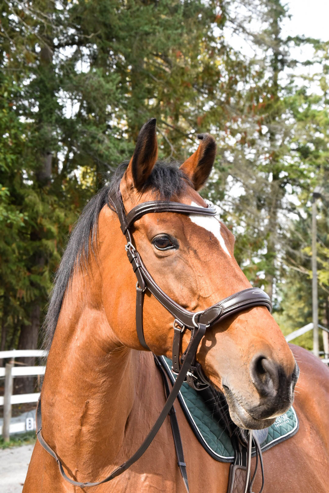 Milo Anatomical Bitless Bridle: 2026 version PRE ORDER ONLY