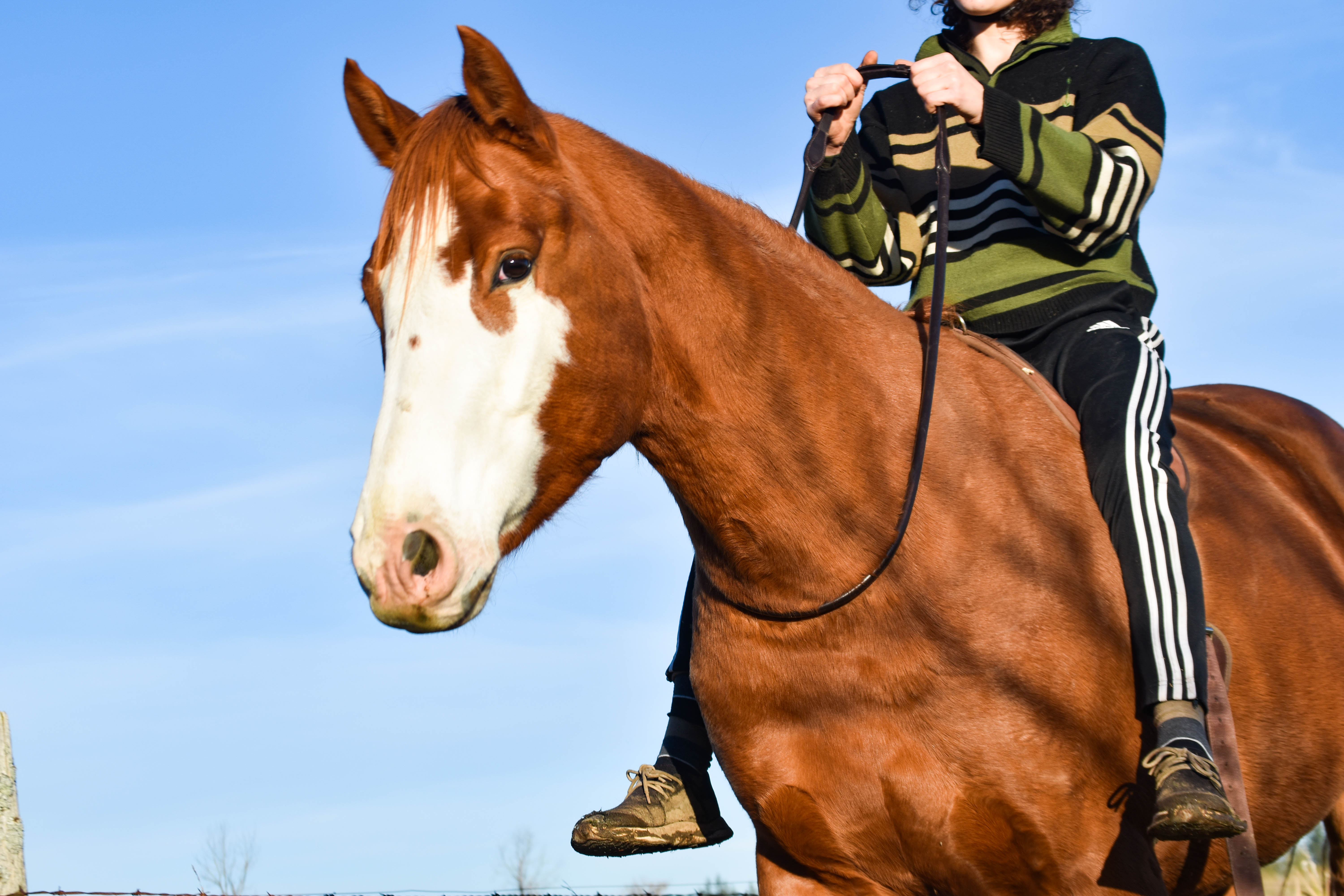 Getting Started With R+ Training With Horses Webinar – Milestone Equestrian