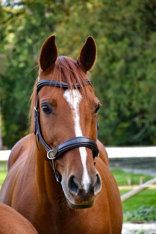 Milo Anatomical Bitless Bridle: 2026 version PRE ORDER ONLY